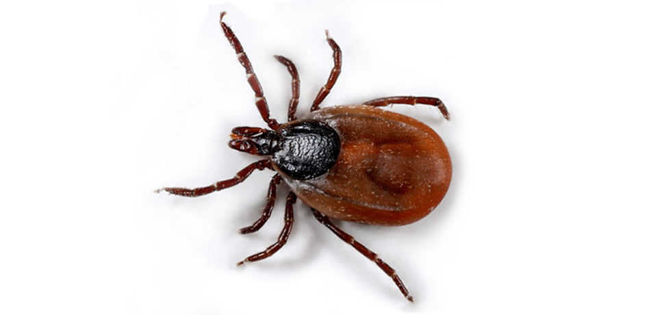 Памятка туристу – как обезопасить себя от клещевых болезней | Memo to a tourist - how to protect yourself from tick-borne diseases